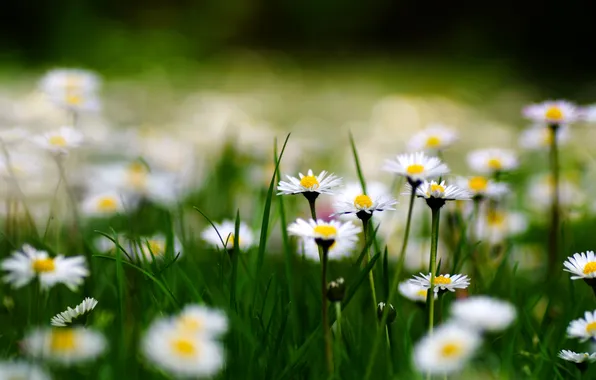 Field, grass, chamomile, white