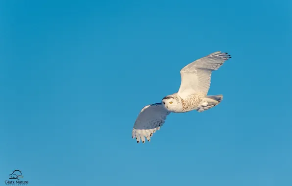The sky, bird, wings, predator, flight, snowy owl