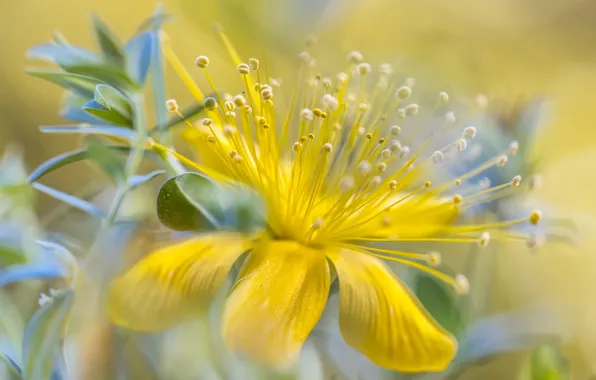 Flowers, yellow, bokeh