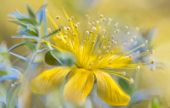 Flower, yellow, bokeh