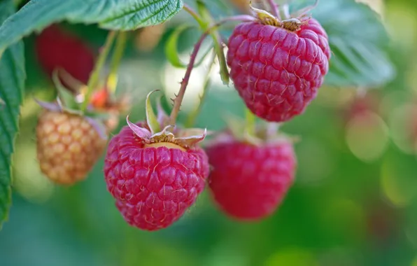 Macro, nature, berries, raspberry, beauty, positive, harvest, sweet