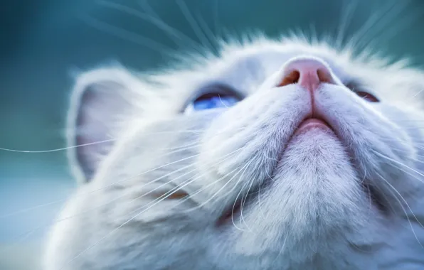 Cat, cat, face, portrait, white, spout, bokeh, looking up