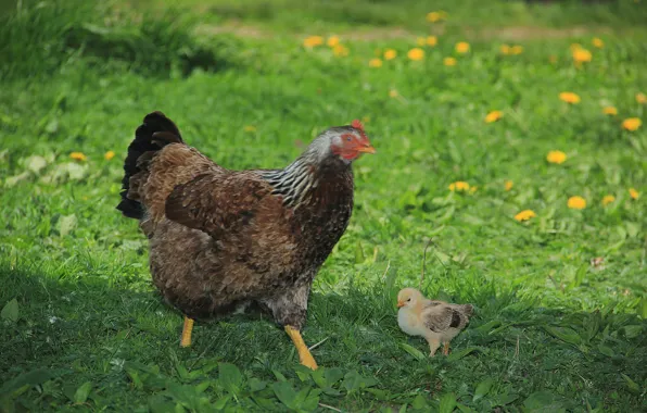 Greens, grass, dandelion, chicken, chicken, chicken