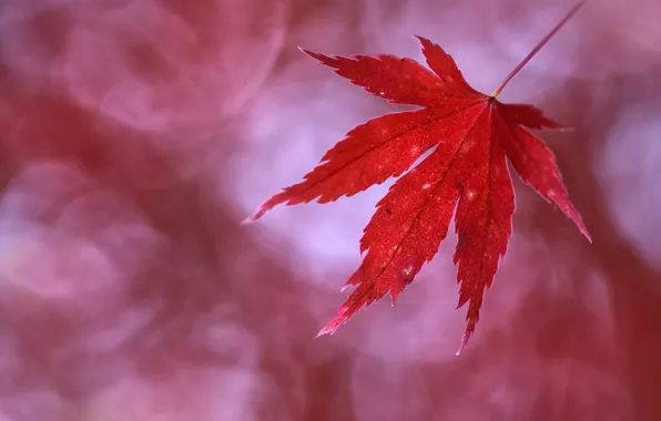 Picture autumn, sheet, autumn, leaf, Anna Zuidema
