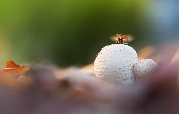 Leaves, mushrooms, ladybug, wings, the rise