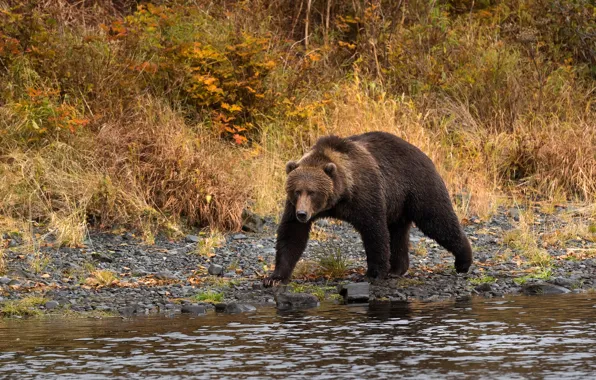 Picture autumn, pose, river, stones, shore, vegetation, bear, walk