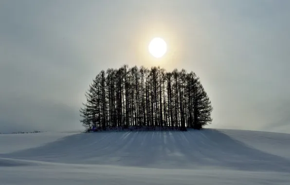 Winter, the sky, the sun, snow, trees, hill
