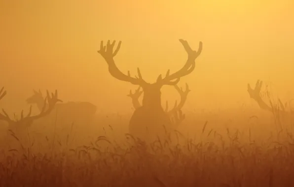 Picture night, fog, deer