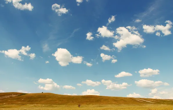 Picture field, the sky, clouds, nature