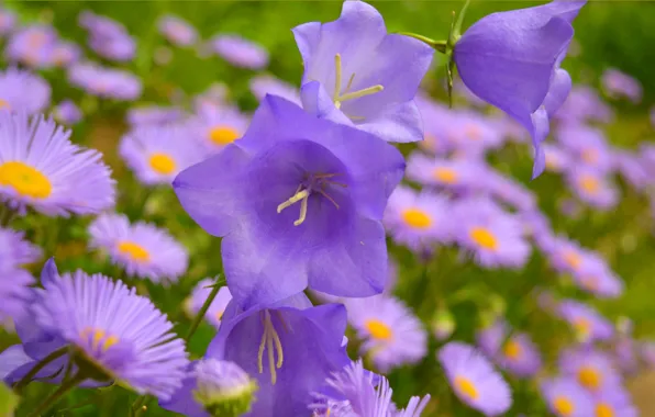 Bells, Purple flowers, Purple Flowers
