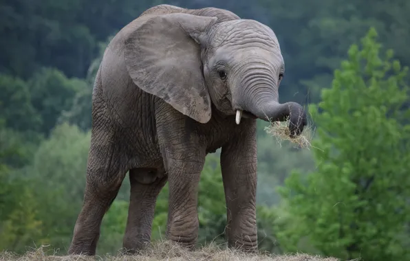 Nature, Hay, Elephant, Baby, Trunk