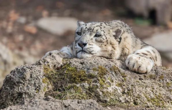 Face, stay, stone, moss, predator, paws, IRBIS, snow leopard