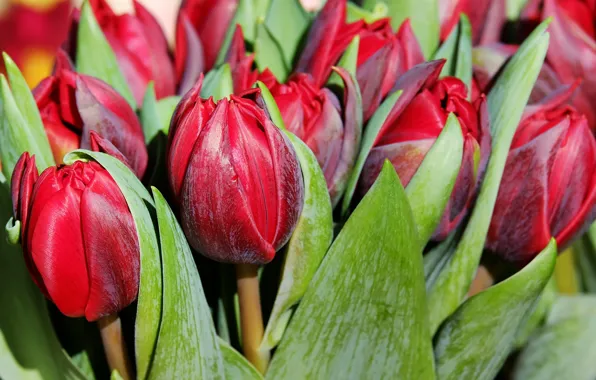 Flowers, spring, Tulips, buds