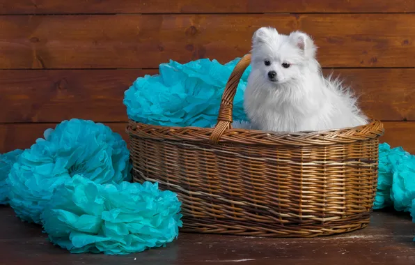 White, decoration, paper, background, blue, basket, Board, portrait