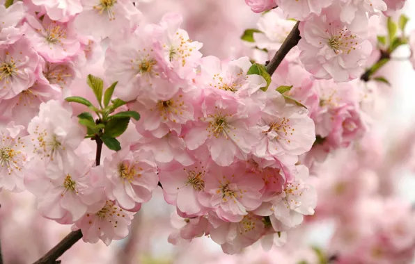 Flowers, branches, nature, cherry, tree, spring, garden, Sakura