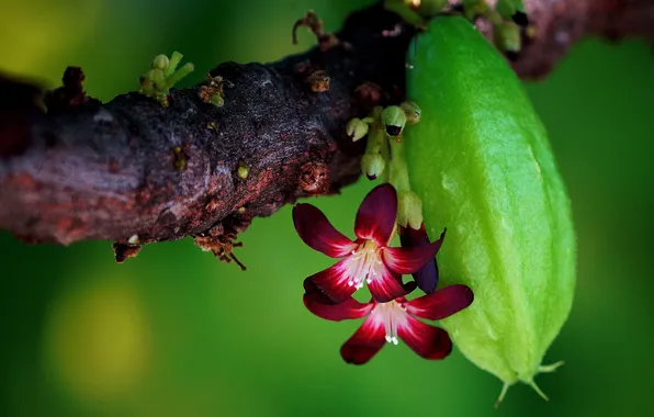 Summer, flowers, branch, red, Duo, buds, flowering, green background