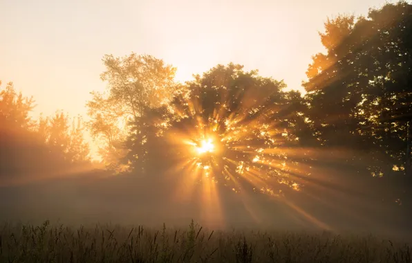Stream, Sunrise, Forest, Morning, Light, Dawn, Rays