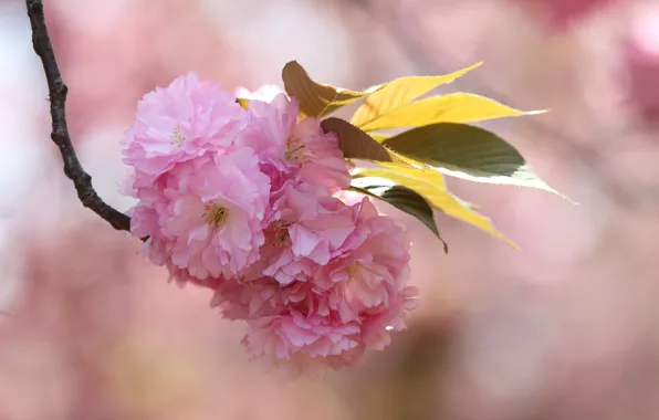 Leaves, flowers, background, branch, spring, pink, flowering, almonds