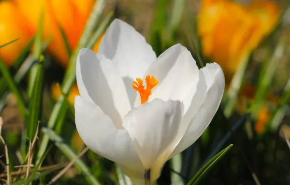 White, flower, spring, crocus, blooming