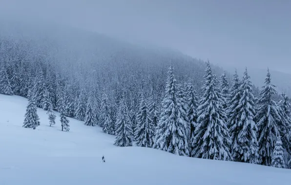 Winter, snow, trees, landscape, tree, forest, landscape, winter