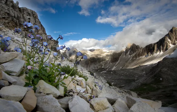 Picture flowers, mountains, nature