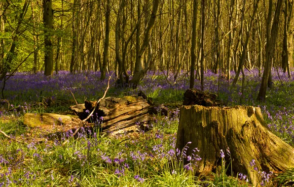 Forest, grass, trees, flowers, stump, spring, bells
