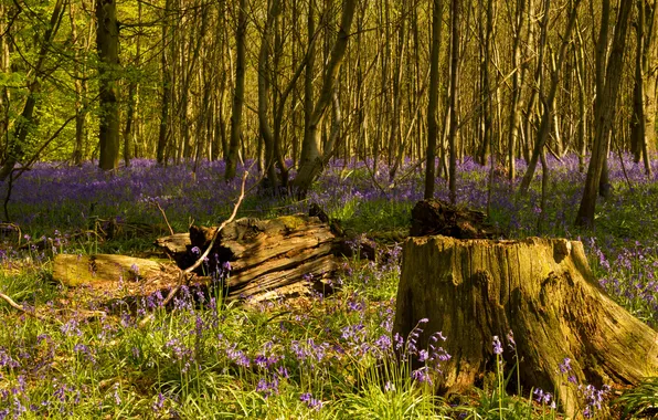 Picture forest, grass, trees, flowers, stump, spring, bells