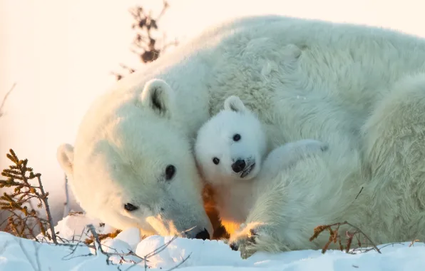 Snow, bear, cub, bear, Polar bears, Polar bears