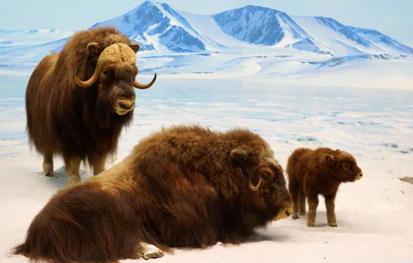 Ice, nature, mountain, cold, bison, bison cub