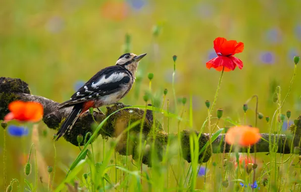 Summer, flowers, bird, Maki, branch, woodpecker, bokeh, looking up