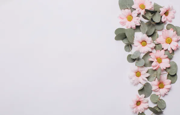 Leaves, flowers, background, Chrysanthemum
