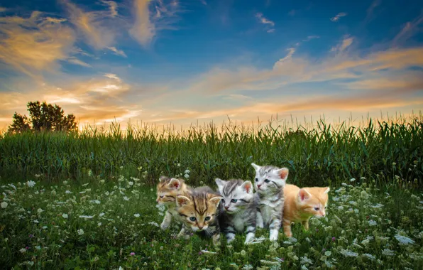 Field, summer, grass, clouds, cats, sunset, flowers, nature