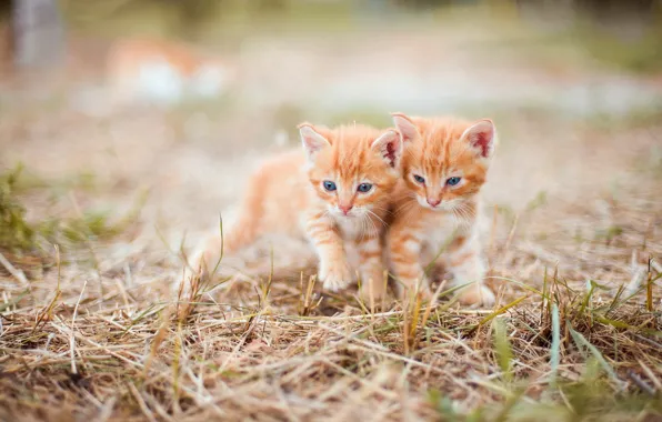 Cats, hay, kittens, straw, kids, red, a couple, bokeh
