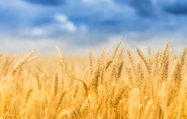 Wheat, field, summer, spike