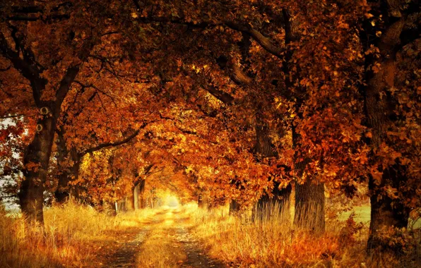 Picture road, autumn, trees