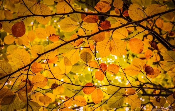 Autumn, leaves, branches, yellow leaves