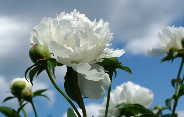 Picture white, the sky, clouds, buds, peonies