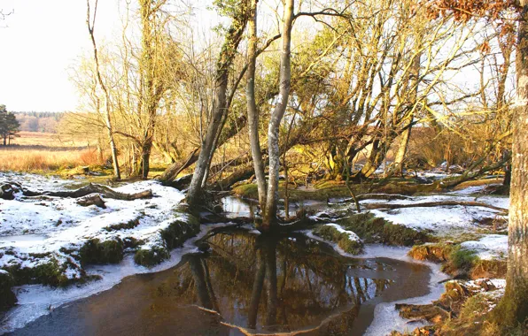 Picture ice, field, autumn, trees, stream