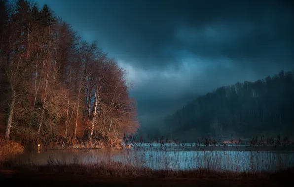 Picture forest, the sky, trees, landscape, nature, fog, lake, rain