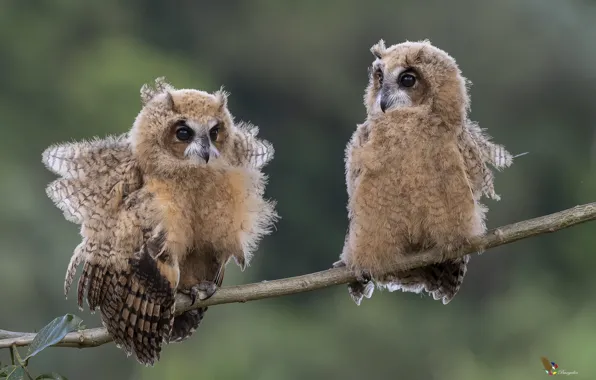 Picture birds, nature, branch, pair, striped owls