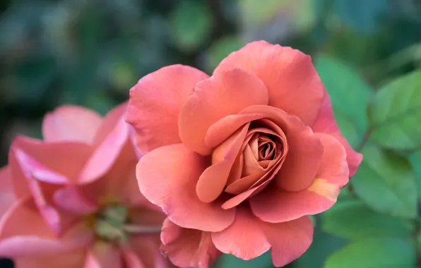 Picture macro, rose, petals