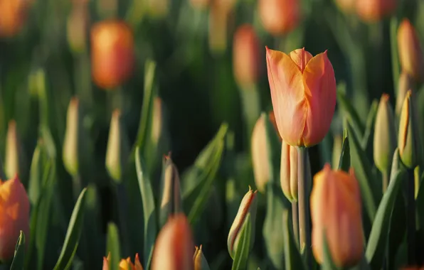 Picture field, flowers, orange, spring, tulips, buds, a lot
