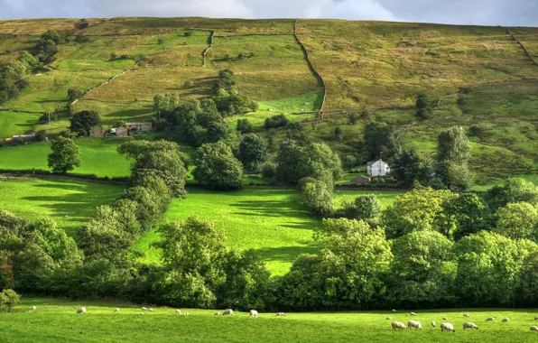 Greens, summer, trees, field, sheep, pasture, UK, houses