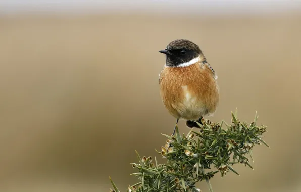 Branches, bird, pichuga