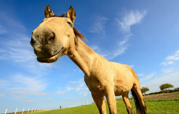 Field, summer, horse