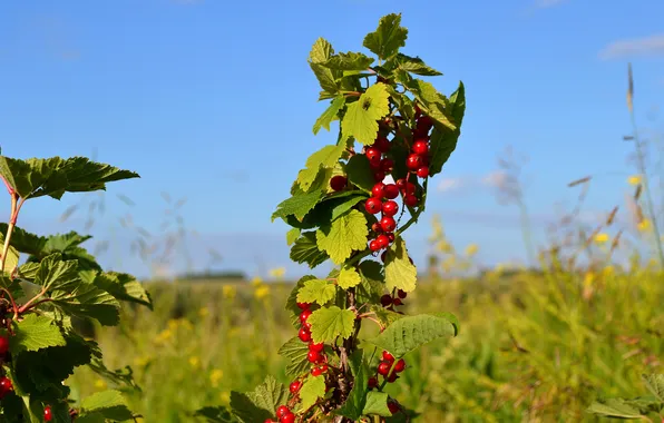 The sky, leaves, branches, berries, the bushes, currants