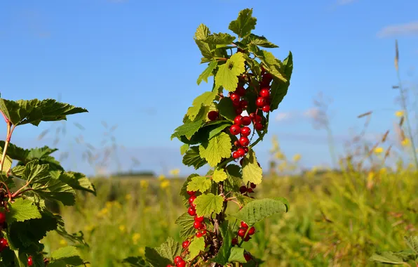 The sky, leaves, berries, Bush, branch, currants