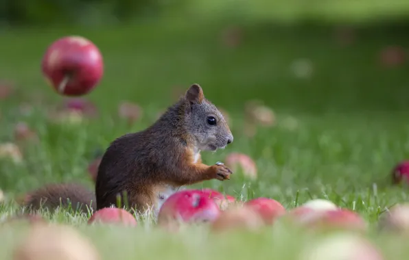 Picture apples, protein, bokeh