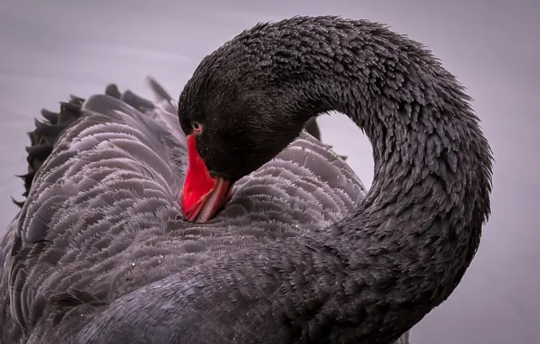Picture bird, Swan, neck, black Swan
