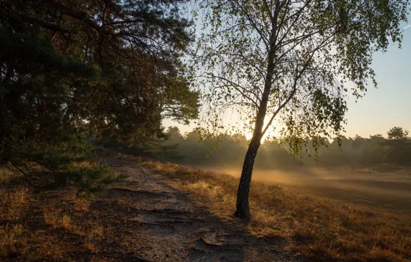 Field, forest, grass, rays, light, trees, fog, tree
